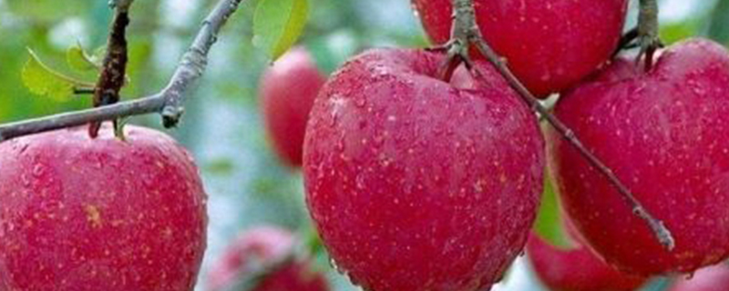苹果树花露红期用药
