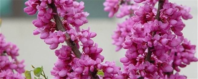 紫荆花的花语和寓意是什么