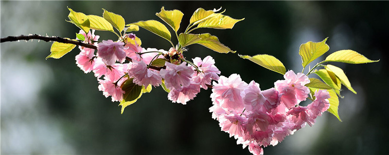樱花树叶子是什么形状