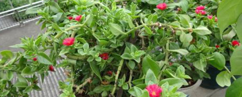 牡丹吊兰种子种植方法