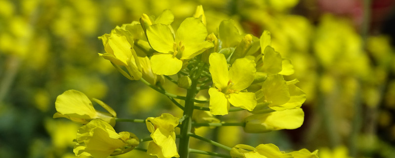 新化油菜花什么时候