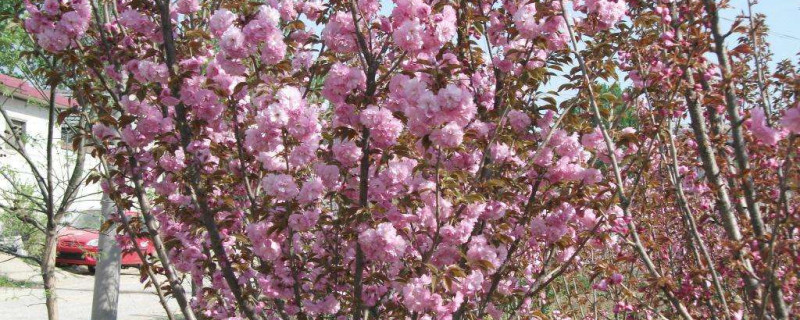 樱花树寿命