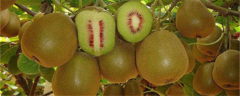 软枣猕猴桃选哪个品种