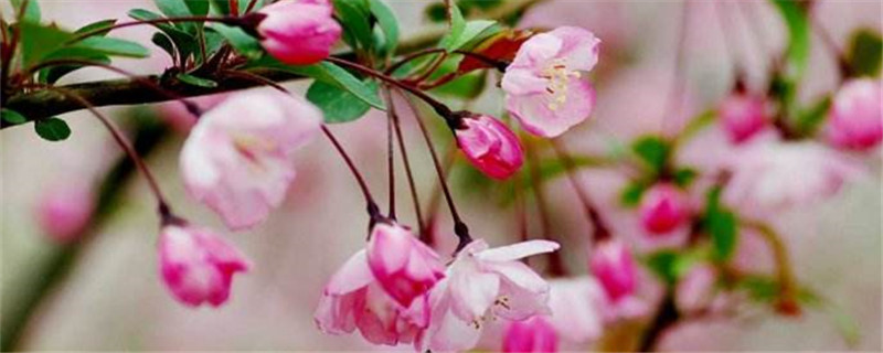 常用的樱花有哪些品种