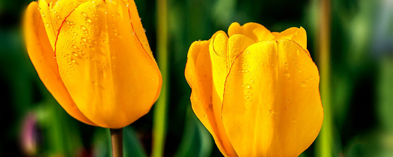 郁金香常用于布置什么季节的花坛