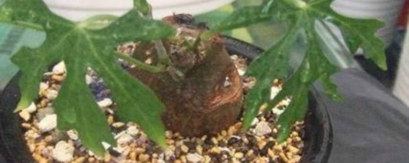 嘴状苦瓜浇水方法