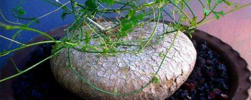 笑布袋产地在哪