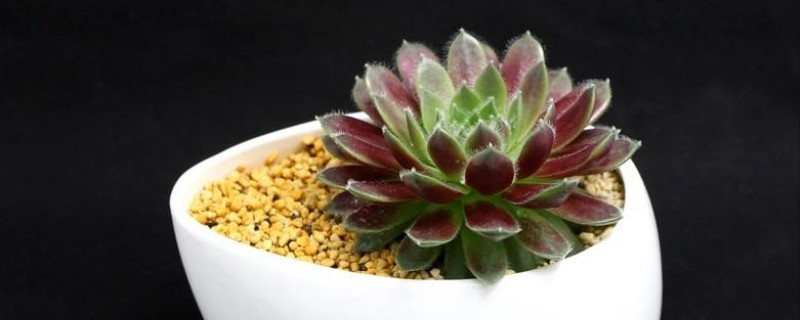 红卷绢用什么土