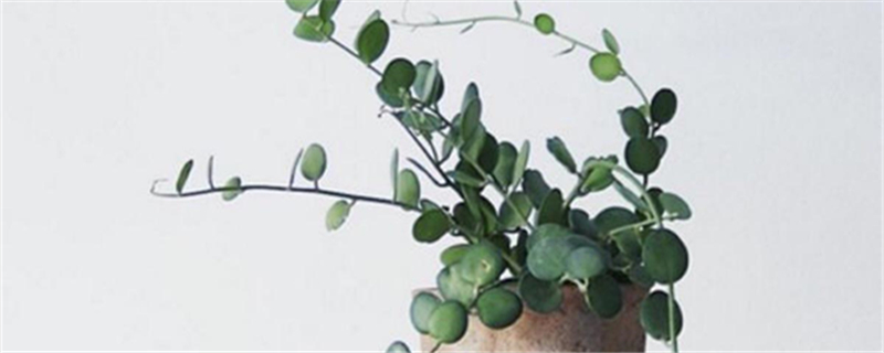 碧雷鼓的生长环境是什么样的