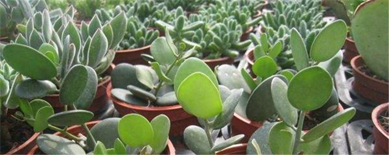 碧雷鼓是什么属