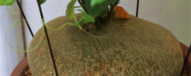 睡布袋是什么颜色的