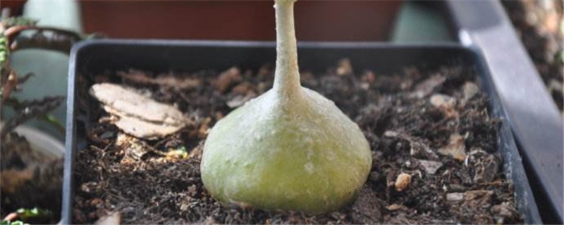 睡布袋长什么样