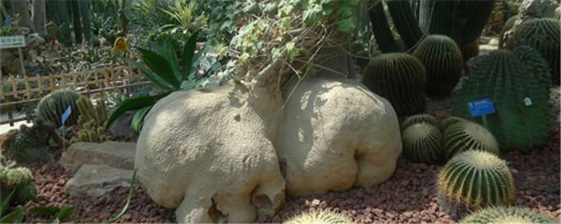 睡布袋的产地在哪