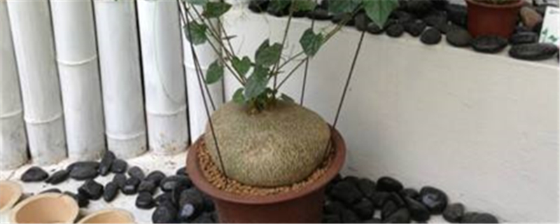 睡布袋是什么科