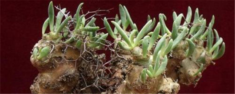 万物相拼盘怎么搭配