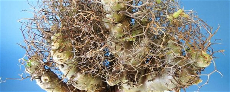 万物相怎么养成老桩