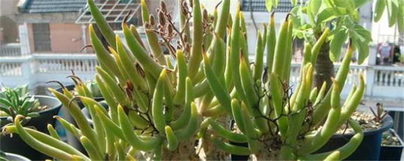 万物相喜阴还是喜阳