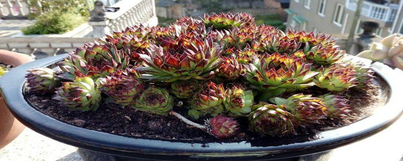 屋卷绢怎么出锦