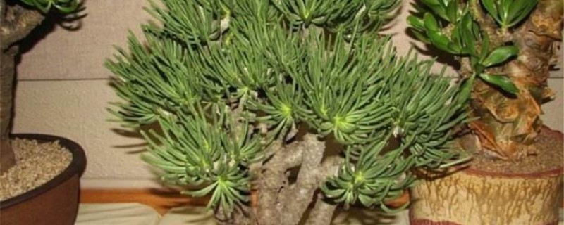 钟鬼的叶插方法