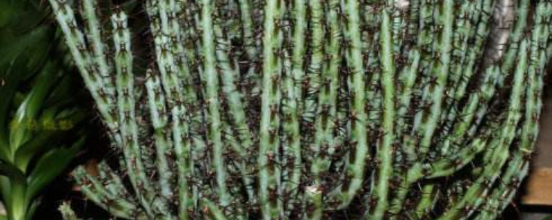 铜绿麒麟产地在哪