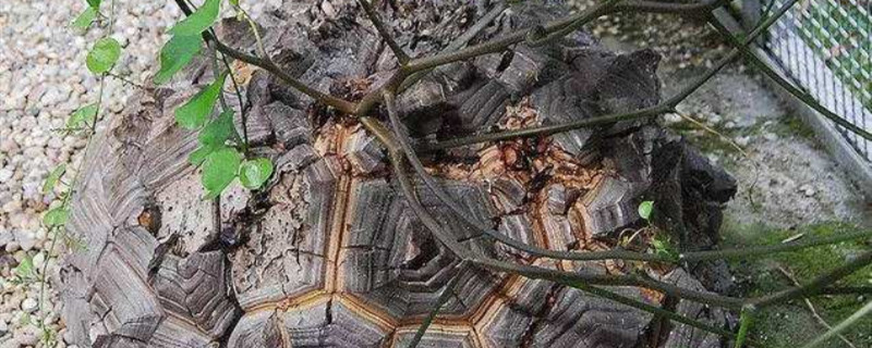 墨西哥龟甲龙怎么出锦