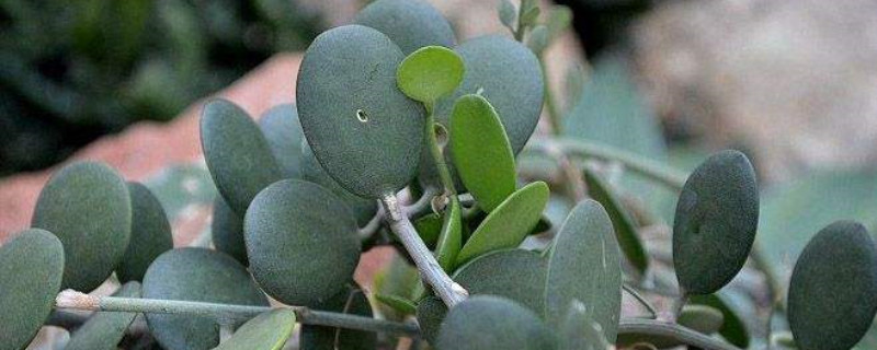 碧雷鼓修剪时间