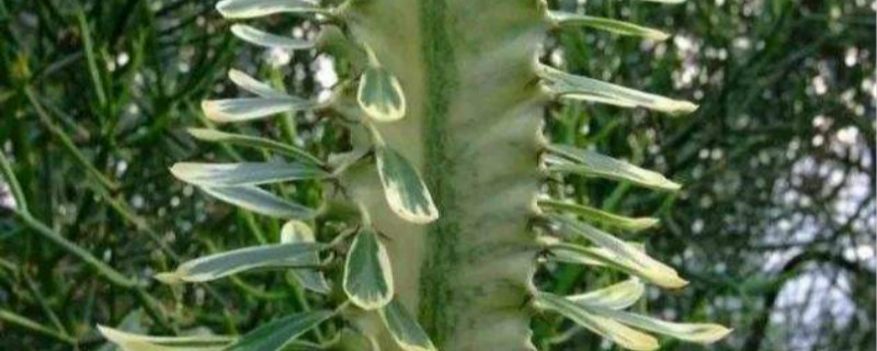 大戟阁锦开花吗 大戟阁锦开花吗