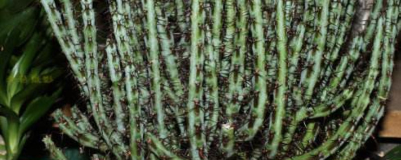 铜绿麒麟秋季养护