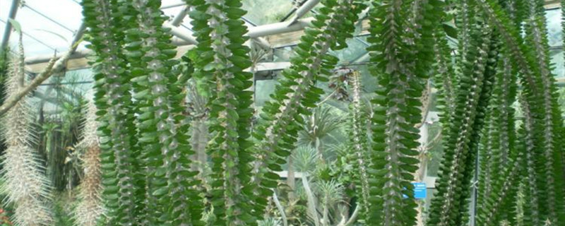 亚蜡木产地在哪