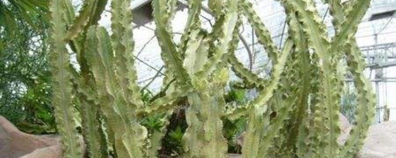 大戟阁锦用多大盆