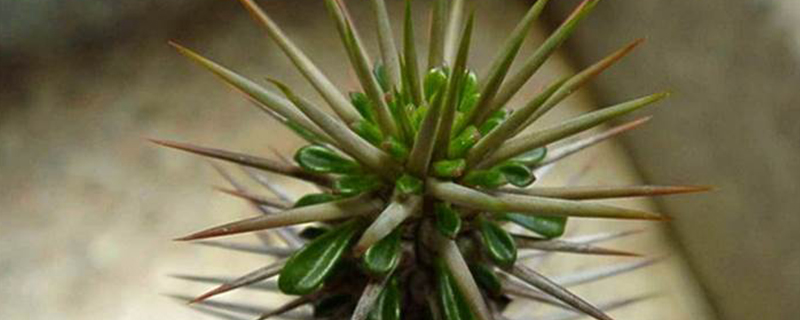 魔针地狱有几种