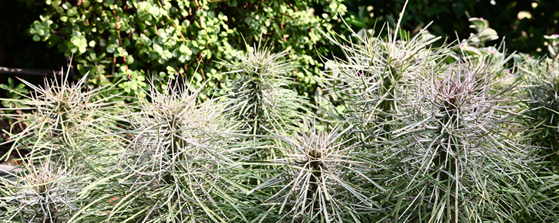 马达加斯加龙树施肥方法