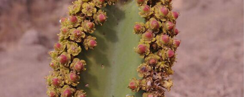 蛮烛台用什么土