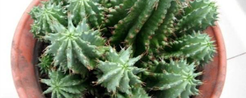 魁伟玉产地在哪