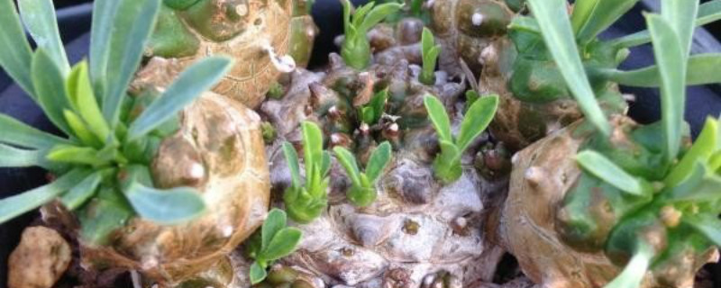 峨眉之峰施肥方法