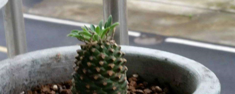 铁甲球开花会死吗 铁甲球开花会死吗