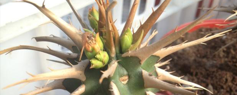 喷火龙缀化开花会死吗 喷火龙缀化开花会死吗