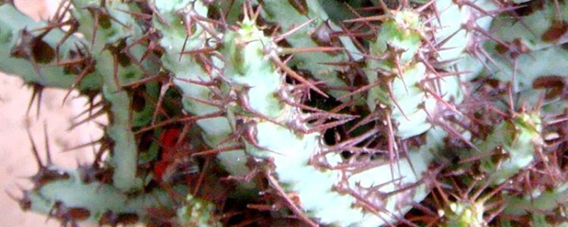 铜绿麒麟怎么出锦