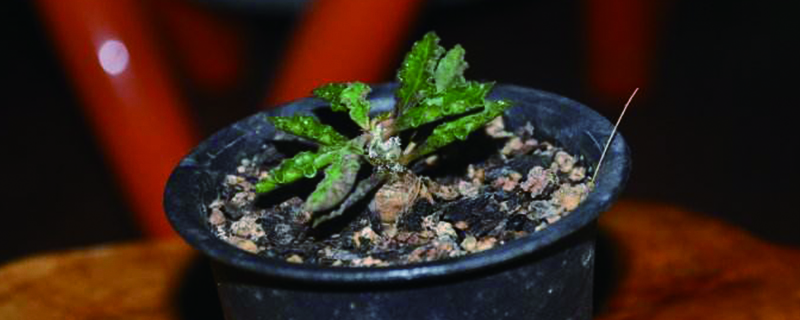 皱叶麒麟产地在哪