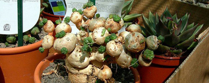 玉鳞宝什么颜色