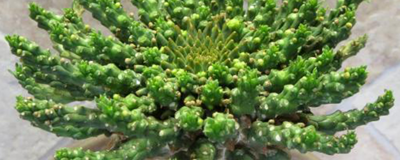 孔雀球换盆时间