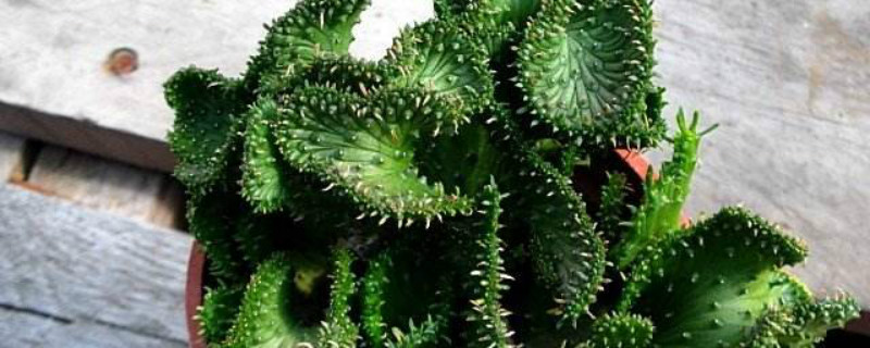 孔雀之舞开花会死吗