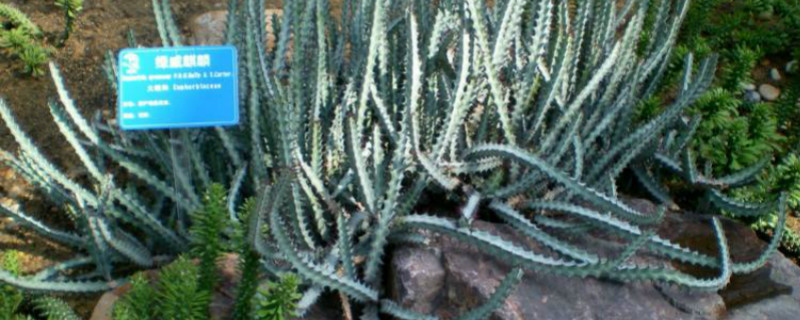 绿威麒麟怎么度夏