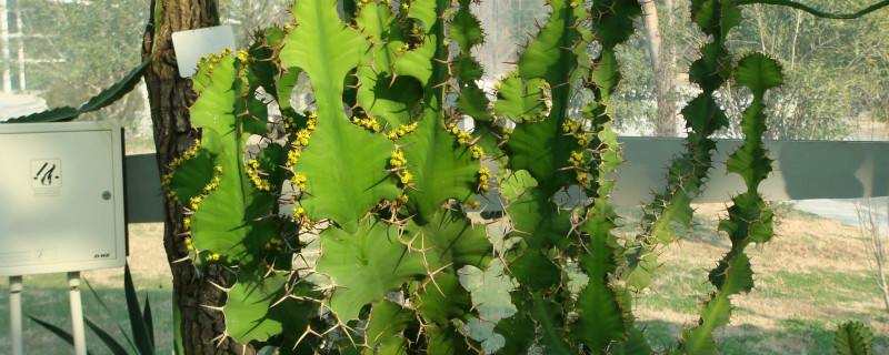 麒麟冠用多大盆