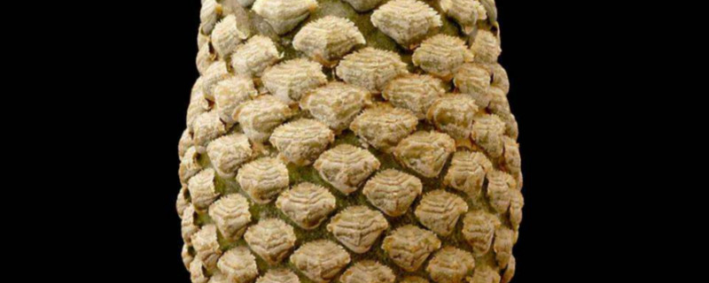 鱼鳞大戟的学名
