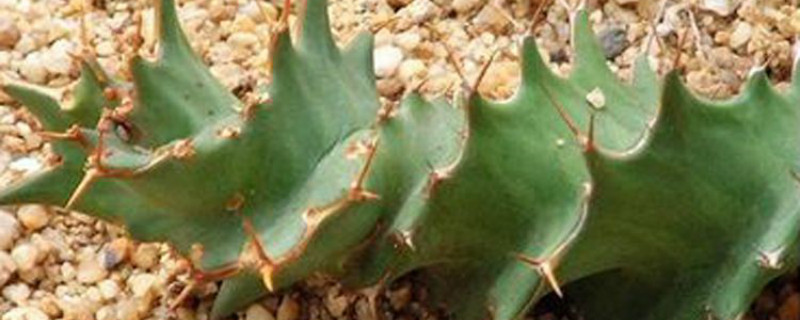 旋风麒麟怎么过冬