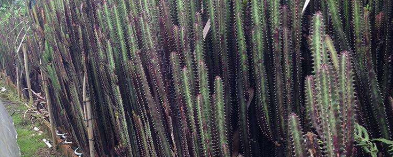 红彩云阁浇水方法