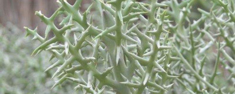 银角珊瑚开花怎么办