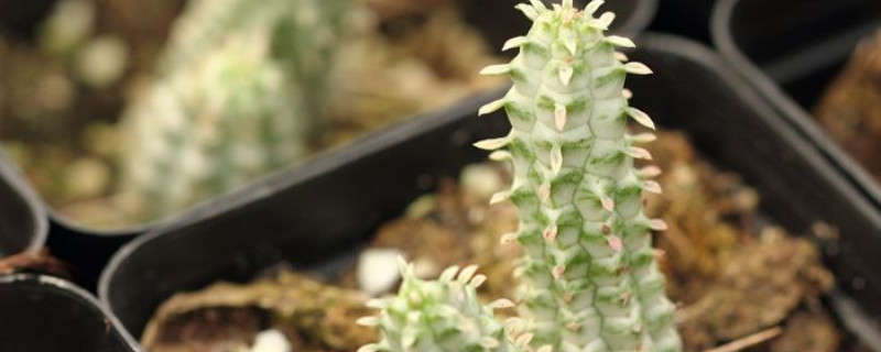 白桦麒麟砍头方法