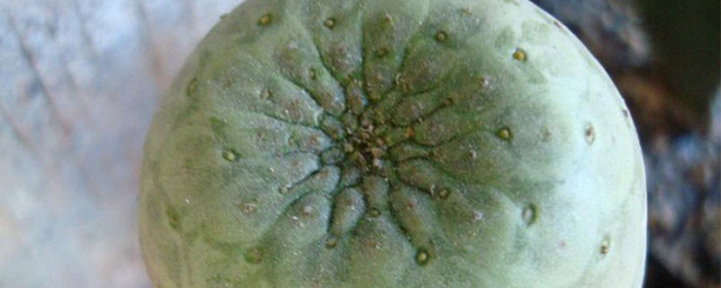 圆锥麒麟怎么养